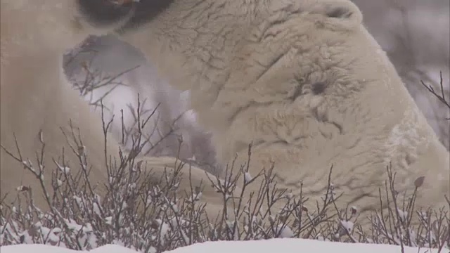 加拿大马尼托巴省丘吉尔市，北极熊在暴风雪中搏斗视频素材