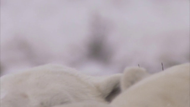 加拿大马尼托巴省丘吉尔市，北极熊在暴风雪中搏斗视频素材