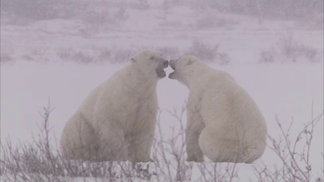 加拿大马尼托巴省丘吉尔市，北极熊在暴风雪中搏斗视频素材