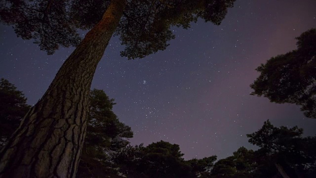 莲汗里公园星光园松树景观(本地地标)视频素材