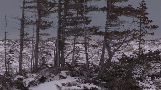 雪鸮，丘吉尔，马尼托巴，加拿大视频素材