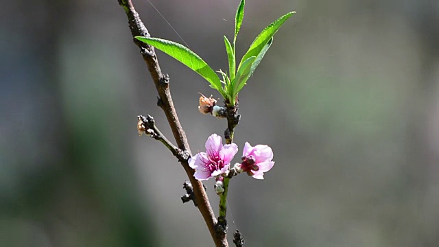 桃花儿视频素材