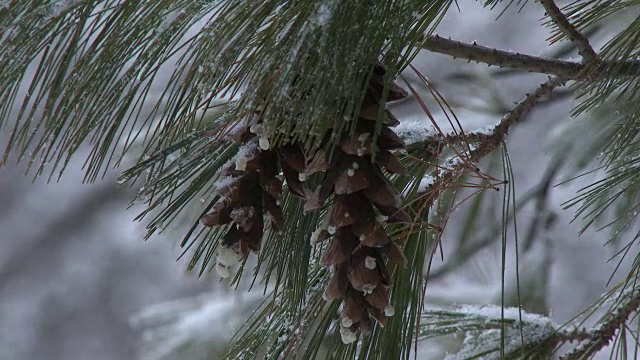 雪花落在松树上视频素材