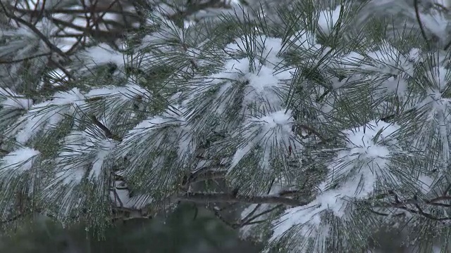 雪花落在松树上视频素材