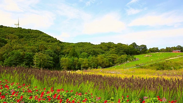 在大壁岭的三阳目江牧场，羊群草地的景色视频素材