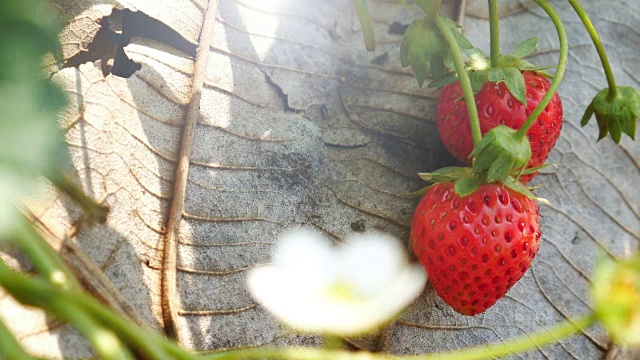 农场里的草莓，4k(超高清)视频素材