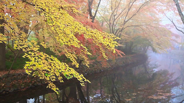 秋天，在Seonunsa寺庙的Dosolcheon溪与枫树和雾视频素材