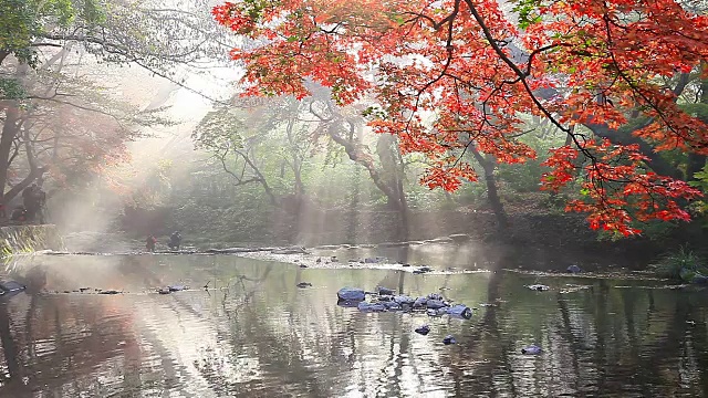 秋天的Dosolcheon溪与枫树和阳光在Seonunsa寺庙视频素材