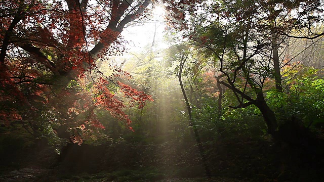 秋天的Dosolcheon溪与枫树和阳光在Seonunsa寺庙视频素材