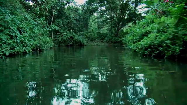 低角度的视图通过一条河在雨林视频素材