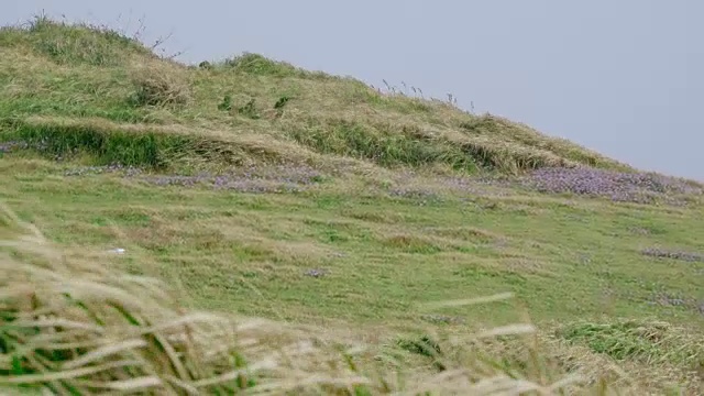 Seongsanilchulbong悬崖的草地景观(联合国教科文组织世界遗产)视频素材