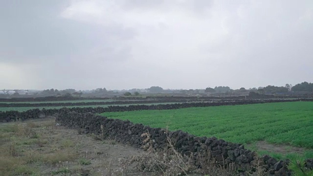 稻田景观和济州岛Batdam(石墙，全球重要农业遗产系统)视频素材