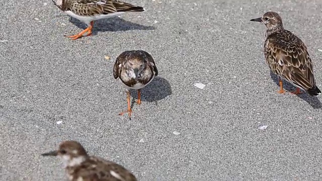 红色的Turnstone，冬天的羽毛，在海滩上视频素材