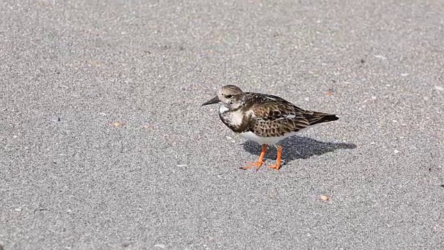 红色的Turnstone，冬天的羽毛，在海滩上视频素材