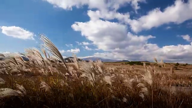 Oreum火山锥和芦苇丛景色视频素材