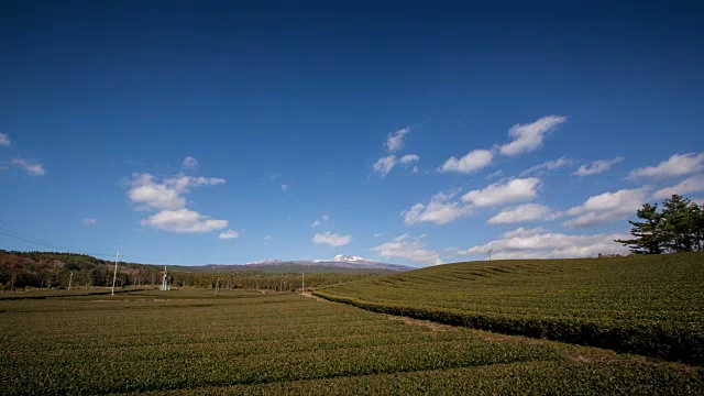 茶园景观与哈拉山国家公园视频素材