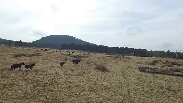 山后有马的田野景观视频素材