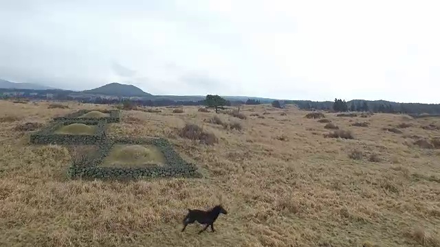 山后有马的田野景观视频素材