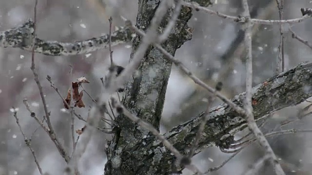 大斑点啄木鸟在雪地里啄树的照片视频素材