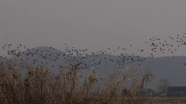 在芦苇丛附近的天空中飞翔的鸟群视频素材