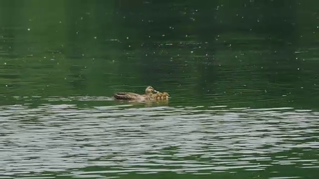 一群斑点鸭和幼鸟在河上游泳视频素材