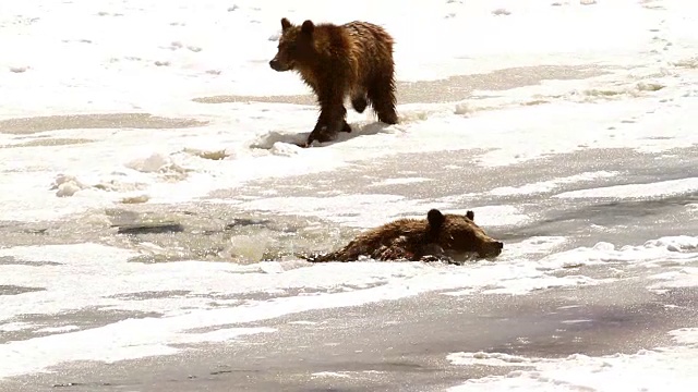 一只灰熊带着幼崽掉进冰天雪地的河里视频素材