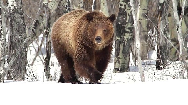 MS拍摄到一只灰熊(Ursus arctos horribilis)穿过新下的雪走向相机视频素材