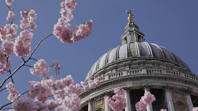 圣保罗大教堂和春天盛开，伦敦，英格兰，英国，欧洲视频素材