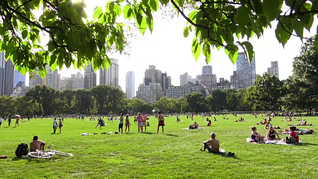 绵羊草地，夏季，中央公园，纽约市视频素材