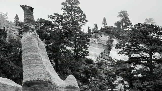 西班牙，加那利群岛，特内里费，特内里费岛，Corona forestal自然公园，Los Escurriales视频素材