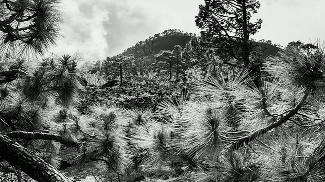 西班牙加那利群岛，特内里费岛，科罗娜森林自然公园的松树视频素材