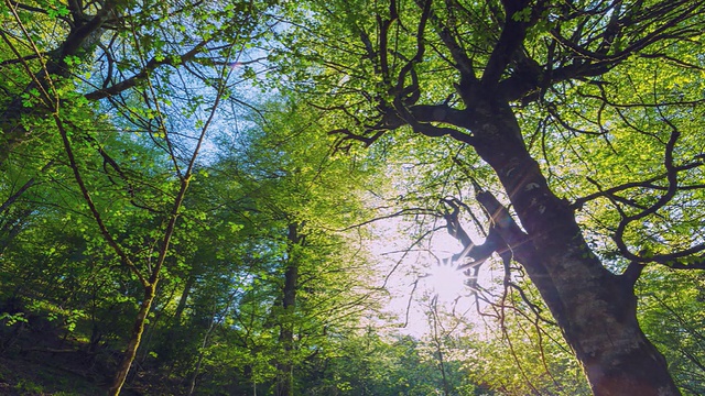 阳光在森林中照耀的景象/ Saja Besaya, Cantabria，西班牙视频素材