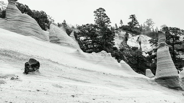 西班牙，加那利群岛，特内里费，特内里费岛，Corona forest自然公园，Los Escurriales视频素材