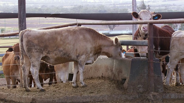 MS Shot of Cow / Roma，昆士兰，澳大利亚视频素材