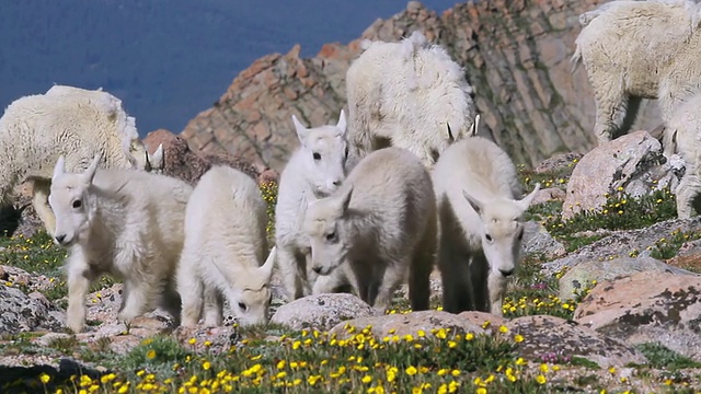 美国科罗拉多州的爱达荷泉，拍摄了山地山羊(Oreamnos americanus)，孩子们玩耍跳跃，保姆们带着花覆盖苔原视频素材