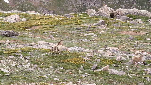 落基山脉大角羊(Ovis canadensis)的母羊和羔羊在苔原上奔跑，爱达荷泉，科罗拉多州，美国视频素材