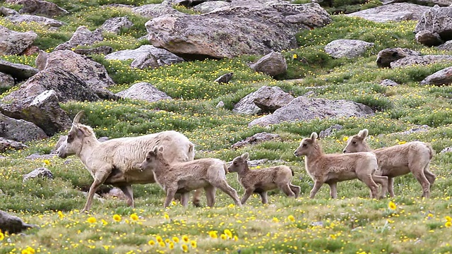 落基山脉大角羊(Ovis canadensis)母羊和羔羊在苔原上奔跑，穿过野花/爱达荷泉，科罗拉多州，美国视频素材