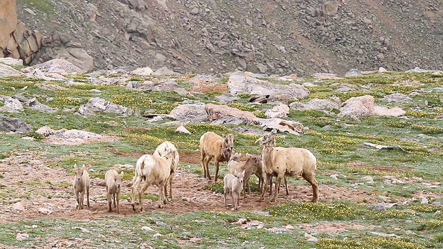 落基山脉的大角羊(Ovis canadensis)，母羊和羊羔在苔原上奔跑、跳跃和扭动，美国科罗拉多州的爱达荷泉视频素材