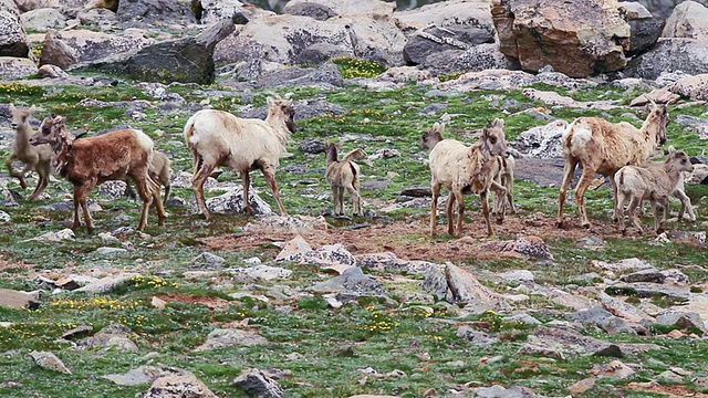 落基山脉的大角羊(Ovis canadensis)羊羔在苔原上来回奔跑，爱达荷泉，科罗拉多州，美国视频素材