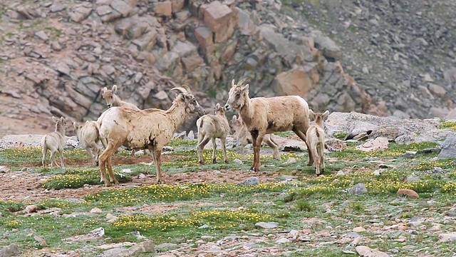 落基山脉的大角羊(Ovis canadensis)羊羔在苔原上来回奔跑，爱达荷泉，科罗拉多州，美国视频素材