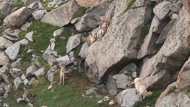 美国科罗拉多州的爱达荷泉，落基山脉的大角羊(Ovis canadensis)群羊羔从陡峭的岩石上跳下草地视频素材