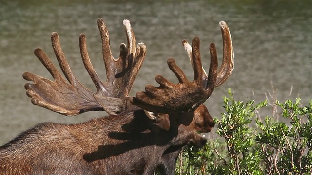 美国科罗拉多州，沃德，海狸池塘边，麋鹿(Alces Alces)大公牛在willo上吃草视频素材