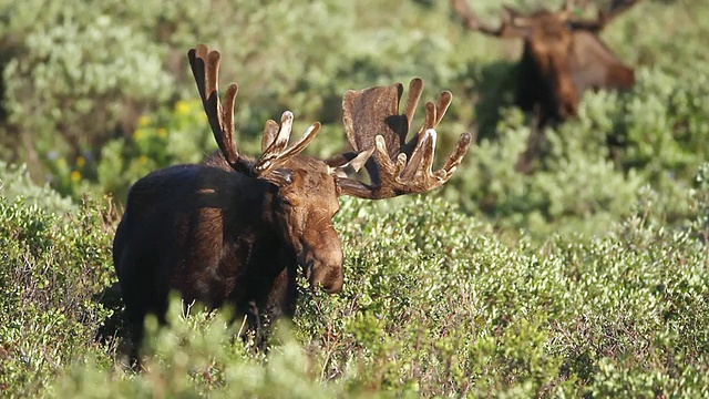 公牛驼鹿(Alces Alces)，另一只大型公牛在天鹅绒上吃草，willo sunrise /沃德，科罗拉多州，美国视频素材