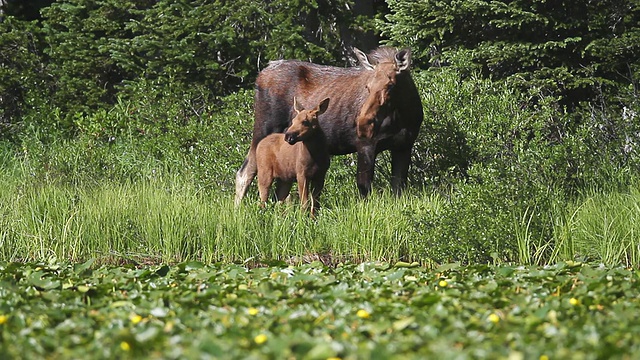 小驼鹿(Alces Alces)母驼鹿和新生的幼崽站在填满湖泊的托利垫旁/科罗拉多州，美国视频素材