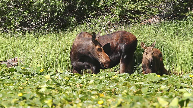 小驼鹿(Alces Alces)母驼鹿和新生的小驼鹿站在装满湖的沼泽里喝水/科罗拉多州沃德，美国视频素材