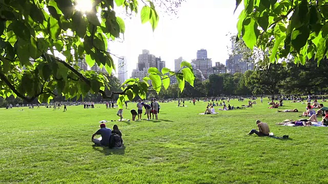 绵羊草地，夏季，中央公园，纽约市视频素材