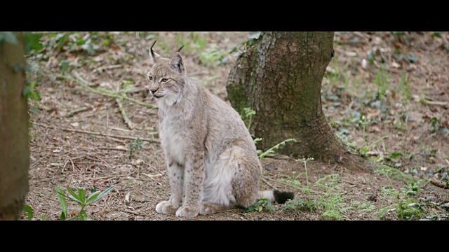 森林里的山猫视频素材