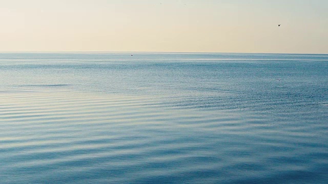 海鸥飞过大海视频素材