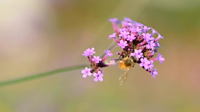 蜜蜂视频素材