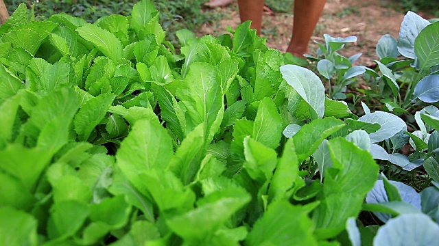 一位妇女正在花园里收割蔬菜视频素材